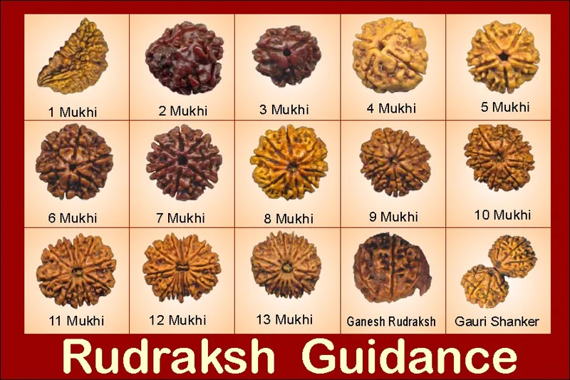 Rudraksha Guide
