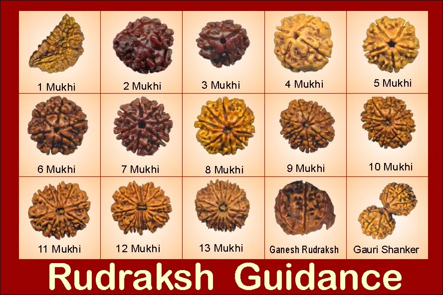 Rudraksha Guide