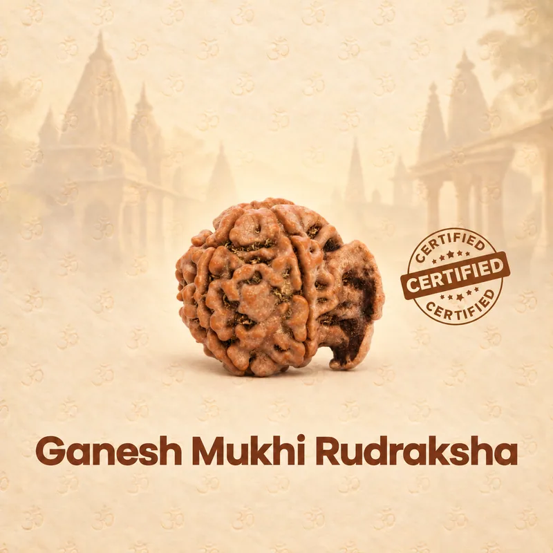 Natural Ganesh Mukhi Rudraksha - Nepal Origin (Medium Bead Size : 16-19 MM)