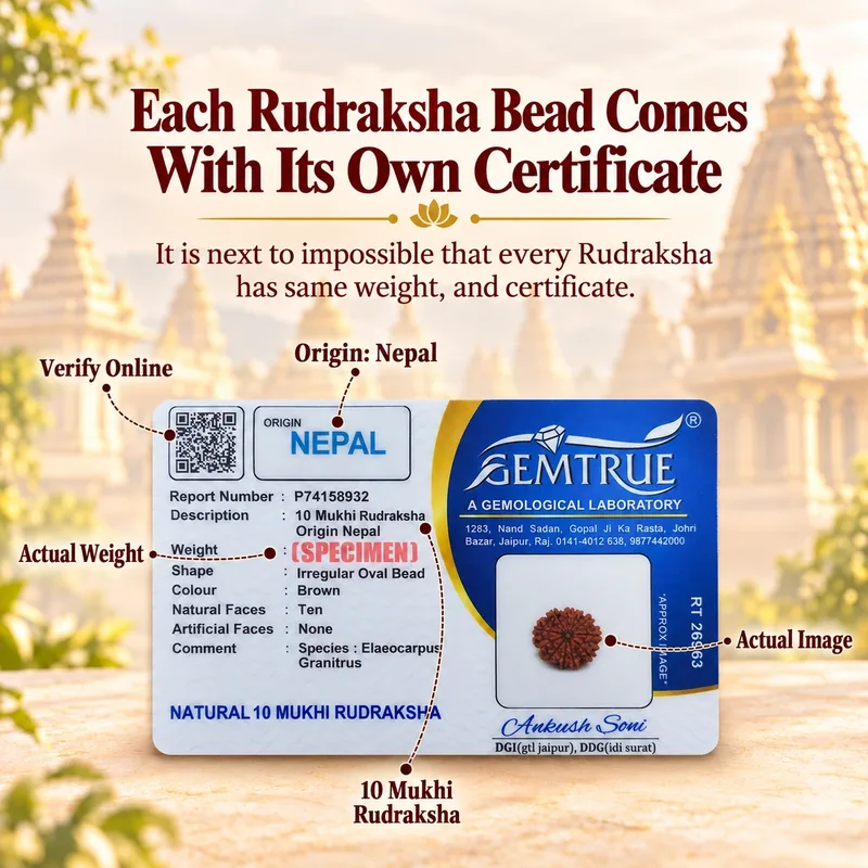 Natural 10 Mukhi Rudraksha - Nepal Origin (Big Bead Size : 19-21 MM)