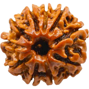 Natural Certified 10 Mukhi Rudraksha-Big Size-Origin: Nepal (Size:19-22 MM)
