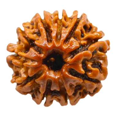 Natural Certified 10 Mukhi Rudraksha-Big Size-Origin: Nepal (Size:19-22 MM)
