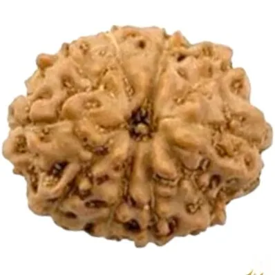 Natural Certified 10 Mukhi Rudraksha - Origin: Java Indonesia (Size:14-16 MM)