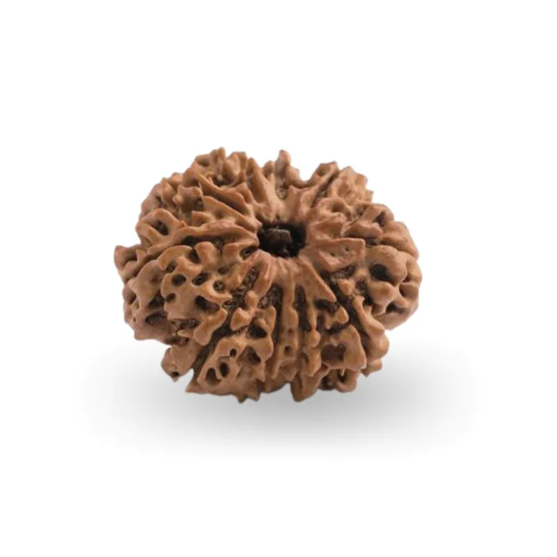 Natural Certified 10 Mukhi Rudraksha - Origin: Nepal (Size:16-19 MM)