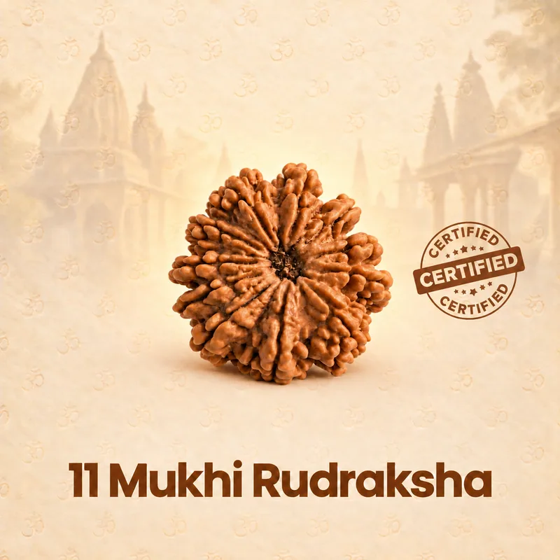 Natural 11 Mukhi Rudraksha - Nepal Origin (Big Bead Size : 19-22 MM)