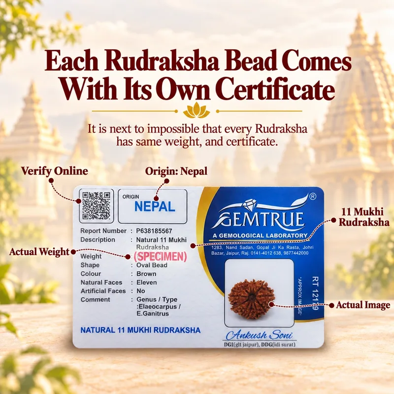 Natural 11 Mukhi Rudraksha - Nepal Origin (Big Bead Size : 19-22 MM)