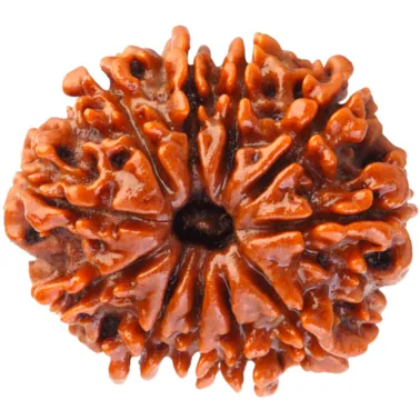 Natural Certified 11 Mukhi Rudraksha-Big Size-Origin: Nepal (Size:19-22 MM)