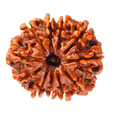 Natural Certified 11 Mukhi Rudraksha-Big Size-Origin: Nepal (Size:19-22 MM)