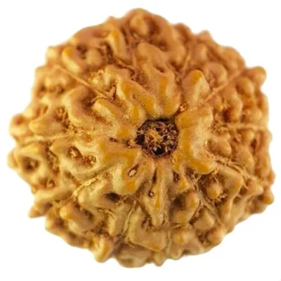 Natural Certified 11 Mukhi Rudraksha - Origin: Java Indonesia (Size: 8-12 MM)