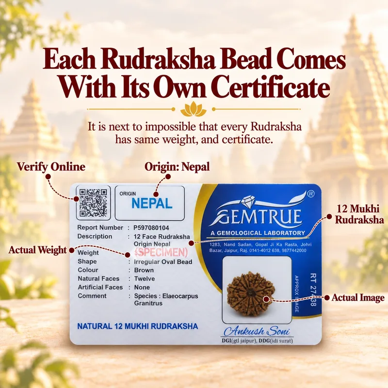 Natural 12 Mukhi Rudraksha - Nepal Origin (Big Bead Size : 19-21 MM)