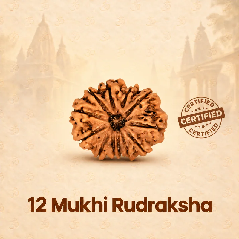 Natural 12 Mukhi Rudraksha - Nepal Origin (Big Bead Size : 19-21 MM)