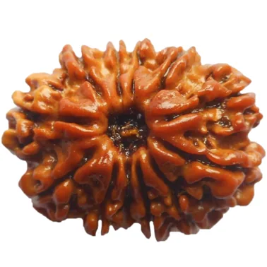 Natural Certified 12 Mukhi Rudraksha-Big Size-Origin: Nepal (Size:19-22 MM)