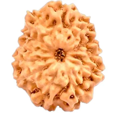 Natural Certified 12 Mukhi Rudraksha - Origin: Java Indonesia (Size:14-17 MM)