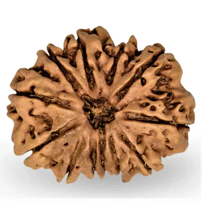 The Incredible Benefits of Wearing 12 Mukhi Rudraksha