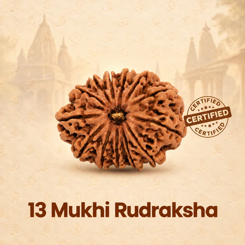 Natural 13 Mukhi Rudraksha - Nepal Origin (Collector Bead Size : 21-24 MM)