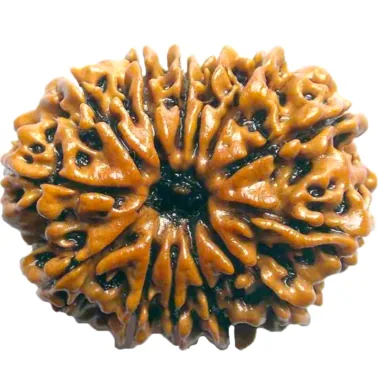 Natural Certified 13 Mukhi Rudraksha-Big Size-Origin: Nepal (Size: 22-24 MM)