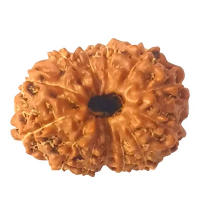 Natural Certified 13 Mukhi Rudraksha - Origin: Java Indonesia (Size:14-16 MM)