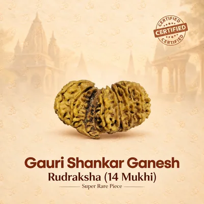 Natural 14 Mukhi  Gauri Shankar Ganesh Rudraksha - Nepal Origin (Bead Size : 33 MM approx.) Super Rare Pcs.