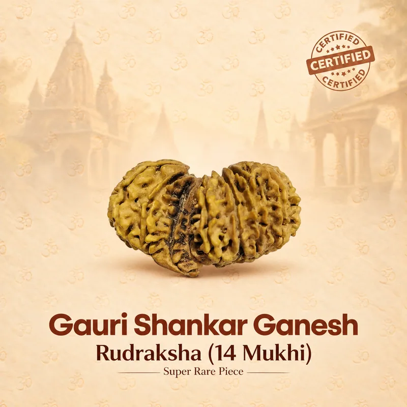 Natural 14 Mukhi  Gauri Shankar Ganesh Rudraksha - Nepal Origin (Bead Size : 33 MM approx.) Super Rare Pcs.