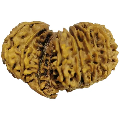 Natural Certified 14 Mukhi Gauri Shankar Ganesh Rudraksha-Big Size-Origin: Nepal-Size: 33.21 MM