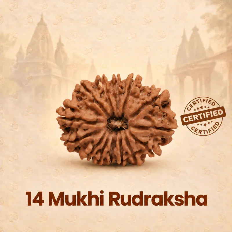 Natural 14 Mukhi Rudraksha - Nepal Origin (Collector Bead Size : 21-24 MM)
