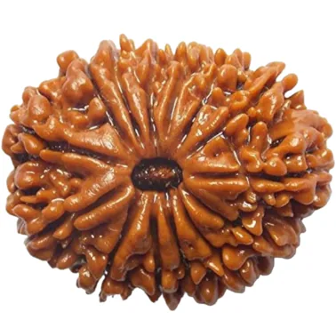 Natural Certified 14 Mukhi Rudraksha-Big Size-Origin: Nepal (Size: 23-25 MM)