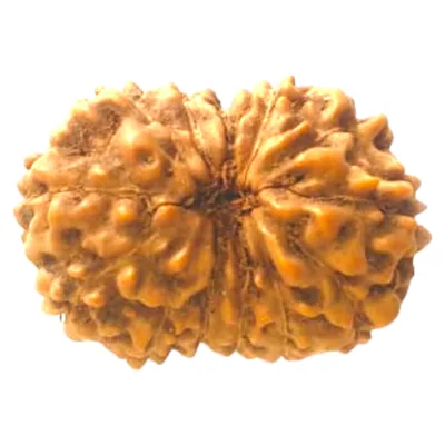 Natural Certified 14 Mukhi Rudraksha - Origin: Java Indonesia (Size:14-16 MM)