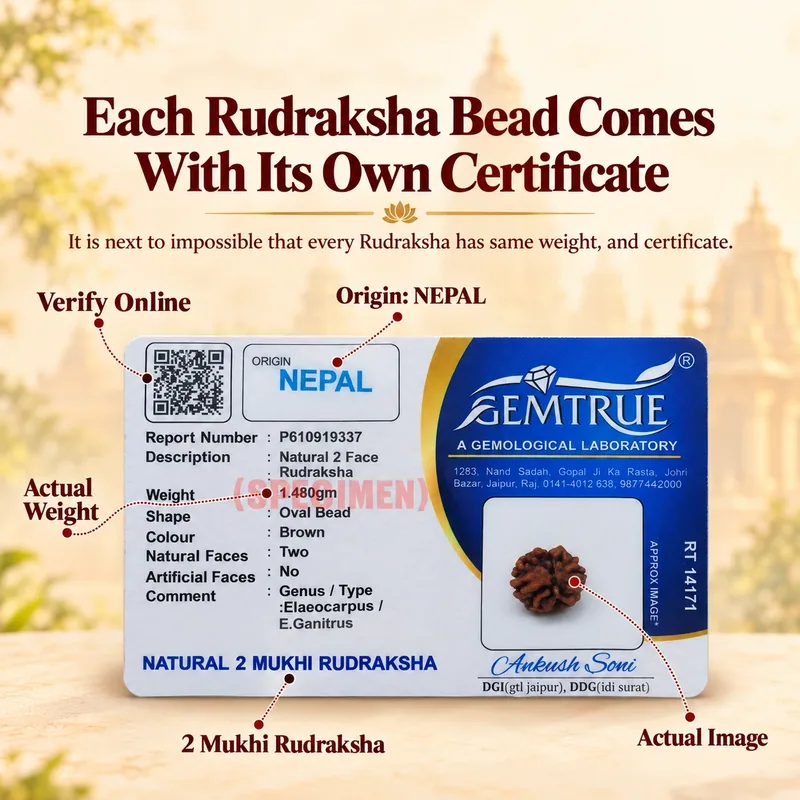 Natural Certified 2 Mukhi Rudraksha-Origin: Nepal (Size:14-17 MM)