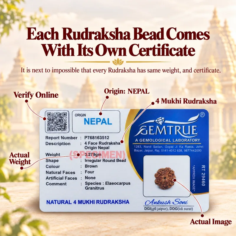 Natural Certified 4 Mukhi Rudraksha - Nepal Origin (Big Bead Size : 19-21 MM)