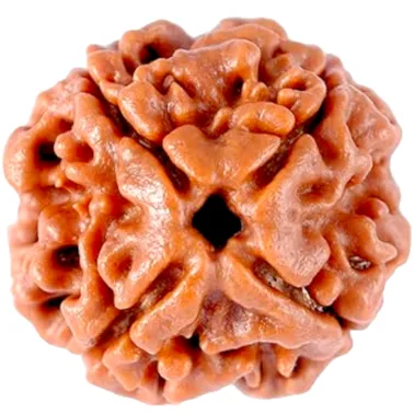 Natural Certified 4 Mukhi Rudraksha-Big Size-Origin: Nepal (Size:19-21 MM)