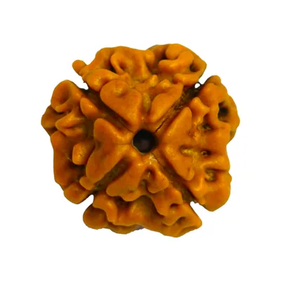 Natural Certified 4 Mukhi Rudraksha - Origin: Nepal (Size:16-19 MM)