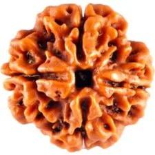 Natural Certified 4 Mukhi Rudraksha - Origin: Nepal (Size:16-19 MM)