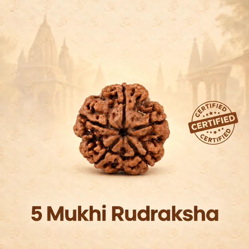 Natural 5 Mukhi Rudraksha - Nepal Origin (Big Bead Size : 19-21 MM)