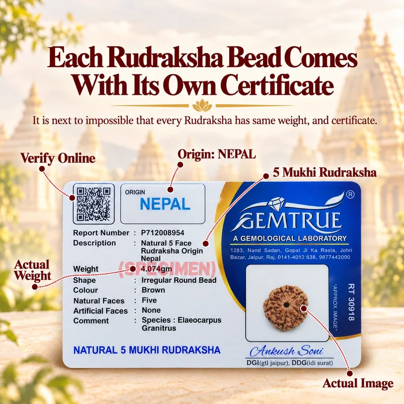 Natural 5 Mukhi Rudraksha - Nepal Origin (Big Bead Size : 19-21 MM)