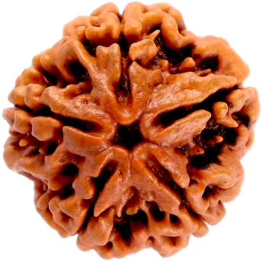 Natural Certified 5 Mukhi Rudraksha-Big Size-Origin: Nepal (Size:19-21 MM)