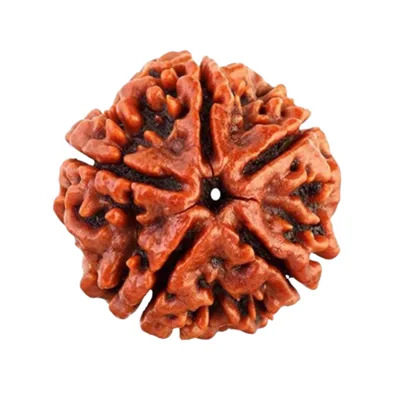 Natural Certified 5 Mukhi Rudraksha - Origin: Nepal (Size:16-19 MM)