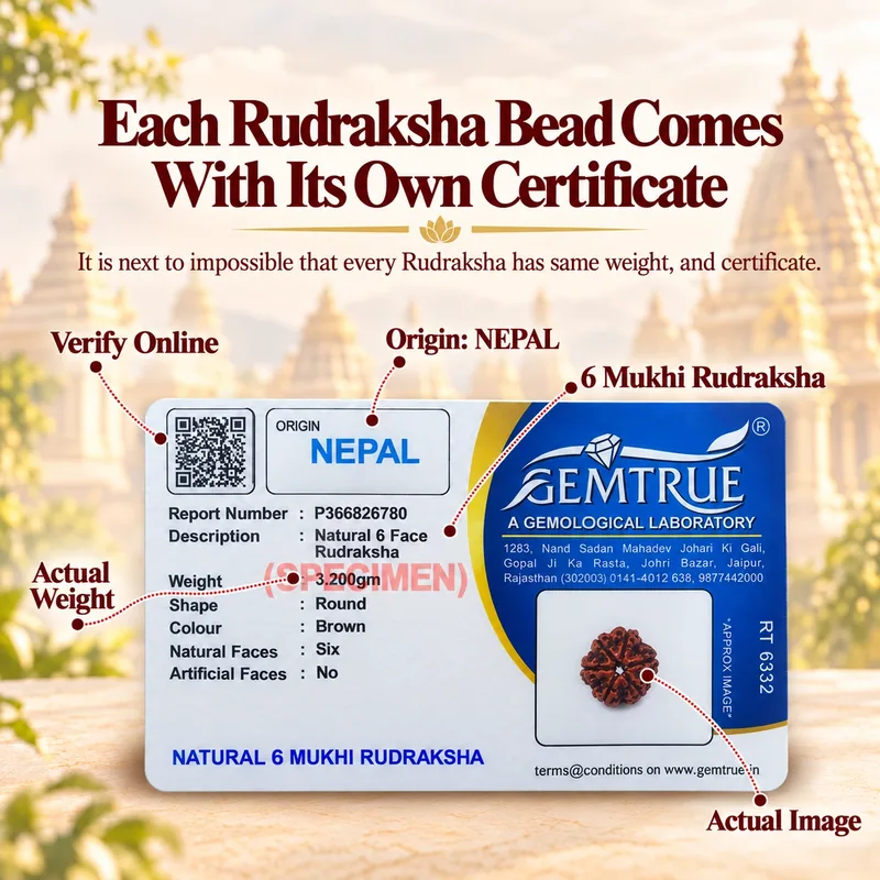 Natural  6 Mukhi Rudraksha - Nepal Origin (Medium Bead Size : 16-19 MM)
