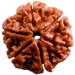 Natural Certified 6 Mukhi Rudraksha - Origin: Nepal (Size:16-19 MM)