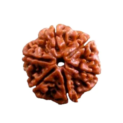 Everything You Should Know About 6 Mukhi Rudraksha