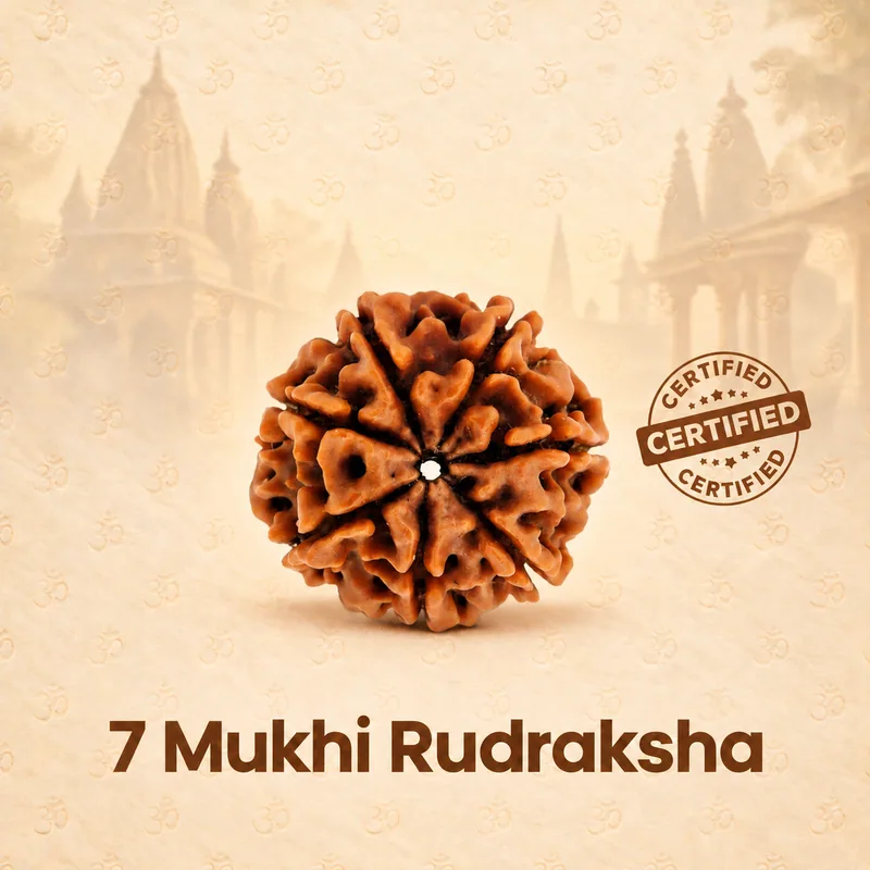 Natural Certified 7 Mukhi Rudraksha-Big Size-Origin: Nepal (Size:19-21 MM)