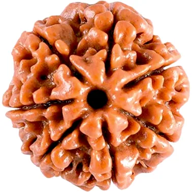 Natural Certified 7 Mukhi Rudraksha-Big Size-Origin: Nepal (Size:19-21 MM)