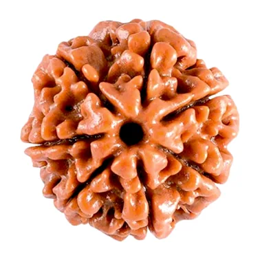 7 Mukhi Rudraksha: Your Key to Wealth and Well-Being