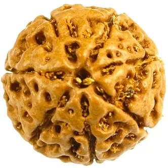 Natural Certified 7 Mukhi Rudraksha - Origin: Java Indonesia (Size:14-16 MM)