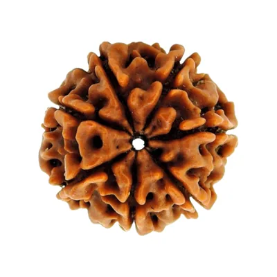 Natural Certified 7 Mukhi Rudraksha - Origin: Nepal (Size:16-19 MM)