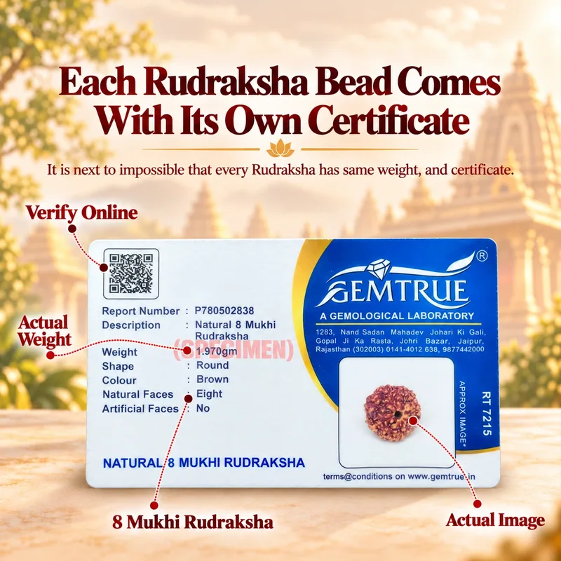 Natural Certified 8 Mukhi Rudraksha - Java Indonesia Origin (Bead Size : 14-16 MM)