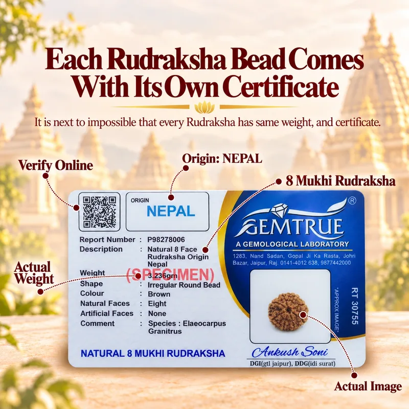 Natural 8 Mukhi Rudraksha - Nepal Origin (Medium Bead Size : 16-19 MM)