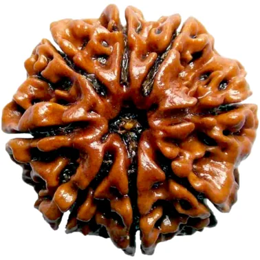Natural Certified 8 Mukhi Rudraksha - Origin: Nepal (Size:16-19 MM)