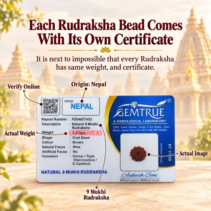Natural 9 Mukhi Rudraksha - Nepal Origin (Big Bead Size : 19-21 MM)
