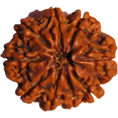 Natural Certified 9 Mukhi Rudraksha-Big Size-Origin: Nepal (Size:19-21 MM)