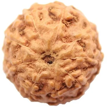 Natural Certified 9 Mukhi Rudraksha - Origin: Java Indonesia (Size:14-16 MM)